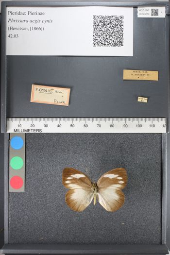 Media type: image;   Entomology 124212